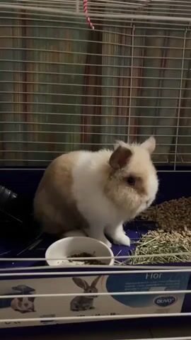 A small, fluffy rabbit with tan and white fur sits in a cage. The rabbit is positioned on the left side of the cage, facing to the right. In front of the rabbit is a white food bowl containing some dry food. To the right of the rabbit, there is a pile of hay and some small, brown pellets, likely more food. The cage has a blue plastic bottom and metal bars. Behind the cage, a patterned curtain or fabric is visible. The overall environment appears to be indoors, likely a home setting. The video is short and focuses on the rabbit within its enclosure.