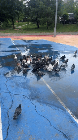 Pigeons take over a rain-soaked basketball court in Khabarovsk