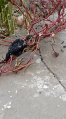 Chicks foraging and a pigeon handled in an outdoor yard