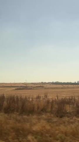 The video shows a view from a moving vehicle, likely a train or car, looking out over a rural landscape. The foreground is dominated by blurry, dry vegetation, suggesting tall grasses or weeds. Beyond this, a harvested field stretches out, appearing as rows of stubble and scattered bales of hay. In the distance, a line of trees marks the horizon, with a small cluster of buildings visible beyond them, possibly a town or city. Power lines and poles traverse the field, indicating the presence of infrastructure. The sky above is a clear, pale blue, with no clouds visible. The lighting suggests it is daytime, likely late afternoon or early morning due to the soft light. The overall impression is one of agricultural land in a dry season, viewed in transit.