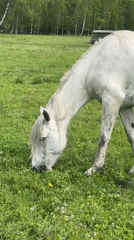 Horses, wildflowers, and quiet backyard scenes on a cloudy afternoon
