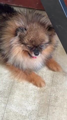 A fluffy Pomeranian dog is lying on a tiled floor. The dog is mostly brown with some lighter tan fur around its face and chest. Its eyes are closed, and its tongue is sticking out. The dog opens its mouth and bares its teeth for a moment before closing its mouth and looking up. The dog then looks directly at the camera with its mouth slightly open and tongue visible. The scene appears to be indoors, possibly a home, with a wooden surface and a black object visible in the background. The lighting suggests it could be daytime. The dog's expressions range from relaxed to playful or perhaps a little feisty. There is no visible text in the media file.