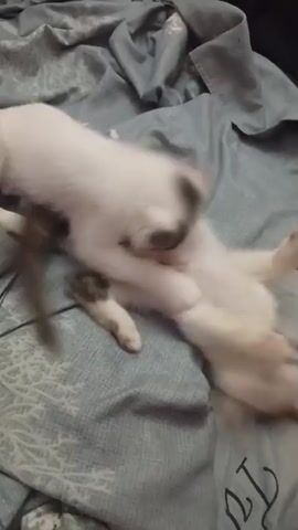 Two kittens play on a patterned blue blanket. One kitten is mostly white with some brown and gray markings. The other kitten is mostly white with gray markings. They are wrestling and tumbling.