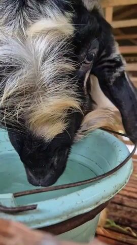 The video begins with a close-up of a goat's head drinking water from a light blue bucket. The goat has black and white fur, with distinctive black markings on its face and ears. The camera then pans out to show the entire goat, which is standing inside a wooden enclosure. The enclosure appears to be made of rough-hewn wooden planks and has a slatted floor. There is some dry grass scattered on the floor. The goat is white with black markings on its back and legs. The video ends with a shot of the goat's rear end and tail as it turns away.