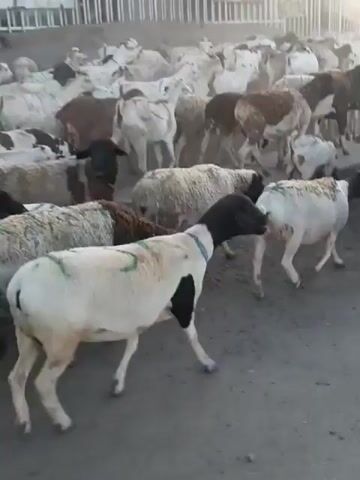 A flock of sheep, some white and brown, others black and white, are packed together in a pen. The sheep are moving and milling around. Some of the sheep have green markings on their backs. The pen appears to be outdoors, with a fence in the background. The lighting suggests it is either early morning or late afternoon.