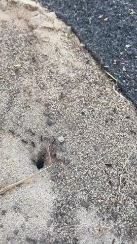 The video shows a close-up view of an ant nest dug into sandy soil, adjacent to a dark, rough surface which may be asphalt or gravel. A few ants are visible moving around the entrance of the hole, and some dry grass blades are scattered on the ground. The lighting suggests it is daytime, and there are no clear indicators of weather conditions. The scene is static, focusing on the ants' activity at their nest entrance. No text is visible in the video.