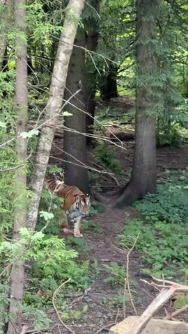 A tiger walks through a wooded area. The tiger is orange and black striped and is walking towards the camera. The tiger is in focus, while the background is slightly blurred. The tiger appears to be healthy and in good condition. The wooded area is lush and green, with tall trees and dense foliage. There is a light dappling of sunlight through the trees. There is also a jaguar laying down in the lower right corner of the frame, partially obscured by branches.