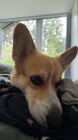 Corgi dog spotted resting indoors in Gangloff, Germany