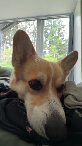 Corgi dog spotted resting indoors in Gangloff, Germany