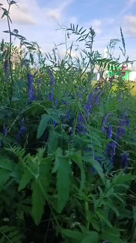 The media file displays a close-up, low-angle view of lush green foliage and vibrant purple wildflowers swaying gently in the breeze. The scene is dominated by the textures and colors of nature, with the soft purple blooms creating a striking contrast against the deep green leaves. The background is slightly blurred, suggesting the focus is on the immediate plant life.

Above the plants, a bright blue sky with scattered white clouds can be seen, indicating fair weather. The quality of light suggests it is daytime, likely late afternoon or early evening due to the soft, diffused illumination and the angle of the sun.

In the far distance, glimpses of man-made structures, including what appears to be a white building with some colorful accents, and possibly some fences or poles, suggest the presence of human activity or settlement near this natural area. This juxtaposition of the wild flora against distant hints of civilization adds a layer of context to the scene.

There is no visible text within the media file. The overall mood is serene and natural, capturing a peaceful moment in a rural or semi-rural setting, possibly a field or the edge of a meadow. The gentle movement of the plants implies a light wind. The location is identified as Polevskoy, Russia.