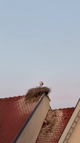 A stork stands in its large nest, built atop a roof with red tiles. The sky is a clear, pale blue. Small birds fly in the distance. The stork seems to be tending to its nest.