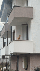 Spring afternoon moments captured in Zlatograd: cyclist, cat, blossoms