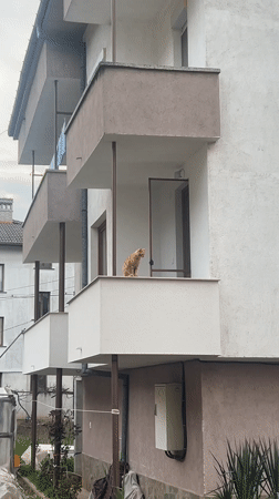 Spring afternoon moments captured in Zlatograd: cyclist, cat, blossoms