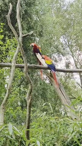 Two scarlet macaws are perched on a thick, horizontal branch against a backdrop of lush green foliage and trees. One macaw, positioned on the left, faces mostly forward with its head slightly tilted. The second macaw, situated to the right and slightly lower on the branch, is looking down and appears to be preening its feathers or interacting with the branch. The macaws exhibit their characteristic bright red, yellow, and blue plumage. A rough-barked tree trunk extends diagonally upwards to the left of the branch, partially obscuring a wire mesh enclosure in the upper left corner. The lighting suggests an overcast or shaded environment.