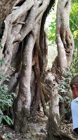 A person walks between tree trunks in a tropical forest. The person has light skin, long brown hair pulled back in a ponytail, is wearing a light blue short-sleeved shirt and dark blue shorts, and is carrying a black backpack. The trees have smooth, light gray bark. Their roots are spread over a wide area and climb up an apparent stone structure. The area between the trunks is darker, and there are green plants growing in the foreground. The background beyond the trees is bright.