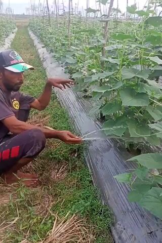 A man is kneeling in a field of cucumber plants, using his hands to direct water to the roots of the plants. The plants are supported by wooden stakes and twine. A black plastic sheet covers the ground between the rows of plants. The man is wearing a cap, a black t-shirt, and black pants with red accents. The sky is overcast.