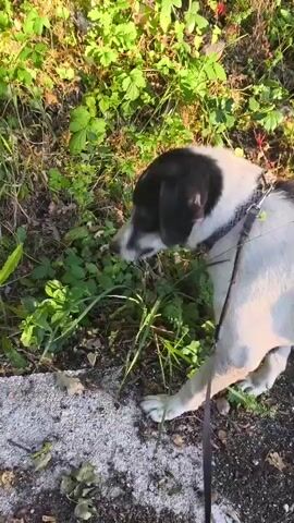 A medium shot captures a black and white dog on a leash, sniffing at lush green vegetation and dry leaves on the ground. The dog is wearing a grey collar and is facing away from the camera, with its head down amongst the plants. The background is a dense thicket of green foliage, with hints of dry grass and scattered leaves. The scene appears to be outdoors, with natural lighting suggesting it might be daytime. The ground in the foreground is covered in grey gravel and some fallen leaves. The dog's posture and focus on sniffing suggest it is exploring its surroundings. The overall impression is a peaceful moment of a dog enjoying a walk in nature.