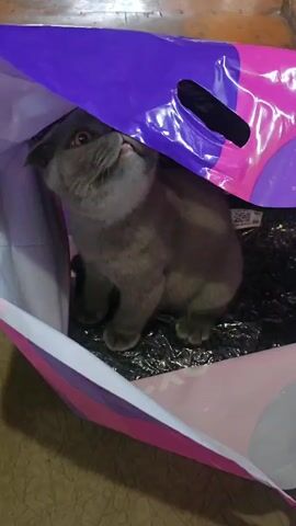 A gray cat with folded ears sits inside a colorful shopping bag. The bag is open and colorful, with purple, pink, and white stripes. The cat is looking to the left and appears to be investigating something inside the bag. The background is blurry and appears to be a floor or rug.