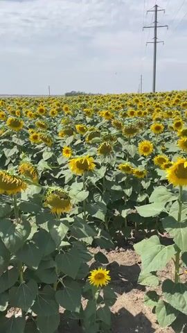 A field of sunflowers stretches to the horizon under a partly cloudy sky. The sunflowers are mostly facing downwards, suggesting they are mature. The ground is dry and dusty. In the background, power lines and poles are visible, along with a line of trees in the far distance. The camera pans slowly across the field, offering a panoramic view of the abundant yellow blossoms and green foliage.