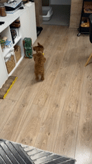 Pets at play: Sofia household captures everyday moments