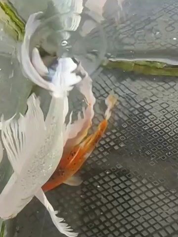 The video shows several white and orange koi fish swimming in a tank. The tank has a black grate on the bottom and a greenish algae growth on the upper left corner. The fish have long, flowing fins.