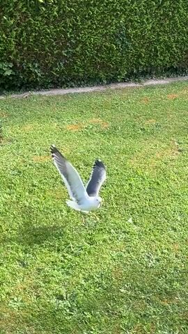 A seagull is in the middle of a grassy lawn in front of a green hedge. The seagull is white with black markings on its wings and back. Its beak is yellow. The seagull is either taking off or landing as its wings are spread wide. The grass is green with some brown patches and small white flowers. The lighting suggests it is daytime.
