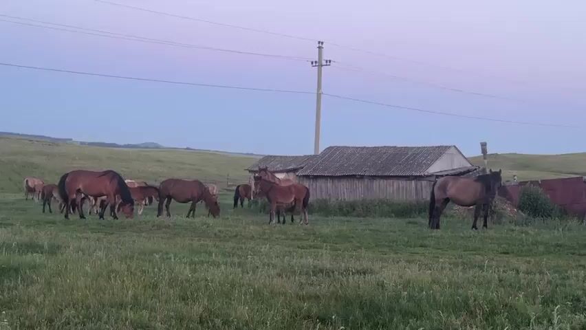 This media file depicts a rural scene at dusk in Aumyshevo, Russia, featuring a herd of horses grazing in a grassy field. The horses, varying in shades of brown, are scattered across the pasture, with some actively eating grass and others standing and observing their surroundings. In the background, a rustic wooden building with a corrugated roof stands prominently, suggesting a farm or stable. A tall utility pole with wires stretches across the sky, indicating the presence of infrastructure. The overall atmosphere is serene and peaceful, characteristic of a quiet evening in the countryside. The sky displays the soft hues of twilight, with a clear horizon and no apparent clouds, suggesting fair weather. The time of day is clearly indicated as dusk due to the low light conditions and the color of the sky. The location is identified as Aumyshevo, Russia, which places the scene within a specific geographical context. There is no visible text in the media file.