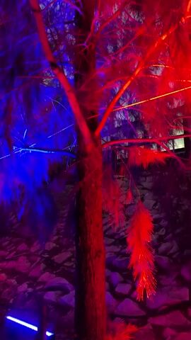 The video pans across an outdoor scene at dusk, illuminated by a vibrant array of colored lights. The primary focus is on trees and foliage, bathed in alternating red and blue hues, creating an ethereal and slightly surreal atmosphere. In the foreground, a pathway or ground cover is visible, with small, linear lights in red and blue marking its edge. Further into the scene, a stage area is set up, featuring multiple vertical light fixtures that pulse with pink and white light. Some musical equipment, possibly speakers and a keyboard or mixing desk, are visible on the stage. The environment appears to be a natural setting, likely a park or garden, with rocky ground and dense trees. There are no people visible in the video.
