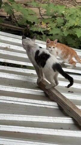 The video shows two cats on a corrugated metal roof. The cat in the foreground is black and white with a large black heart-shaped marking on its back. It is standing on a piece of wood that is on the roof. The second cat is smaller and orange and white. It is standing behind the first cat and looking at the camera. There is green foliage in the background.
