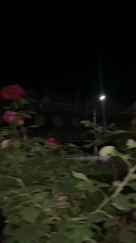 Night roses and indoor screens in a Russian small town