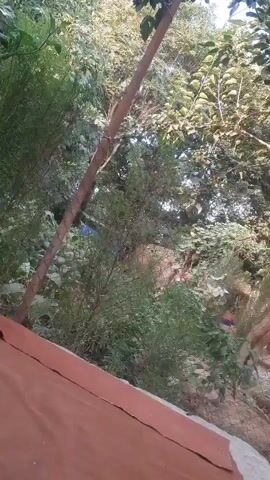 This is a short video clip that appears to be filmed in an outdoor setting, possibly a garden or backyard, in Vosėobād, Tajikistan. The primary subject is a dense area of vegetation, including trees, bushes, and what look like large-leafed plants, likely a pumpkin or squash vine. Sunlight filters through the leaves, suggesting it's daytime, with the light appearing somewhat diffused, possibly indicating early morning or late afternoon. The overall scene is lush and green, hinting at a warm season.

In the background, partially obscured by foliage and a chain-link fence, there are a few subtle hints of human activity or presence. A blue tarp or fabric is visible in the distance, as is a small amount of red material, perhaps a piece of clothing or equipment. There is also a wooden pole, possibly a support for a plant or part of a structure, angling diagonally across the frame. The camera seems to be positioned slightly above ground level, looking out over a reddish-brown, textured surface in the foreground, which could be a roof or a raised platform.

There are no distinct people visible, nor any clear actions or events taking place. The focus is on the natural environment and the suggestion of human habitation nearby. The mood is tranquil and somewhat private, as if observing from a hidden vantage point. No text is visible in the video.