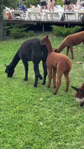 A group of alpacas are grazing on a grassy area. There is a black alpaca in the foreground, facing left and grazing. To its right, a brown alpaca stands facing away from the camera, its head turned slightly to the left. Further back, another brown alpaca is visible. In the background, there are lounge chairs and people in swimwear, suggesting a resort or poolside setting. The ground is covered in green grass and some bushes.