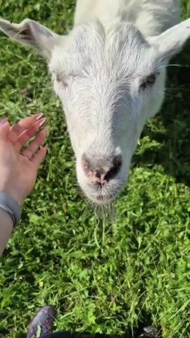 The video shows a close-up, point-of-view shot of a person's hand petting a white goat's head and face. The goat appears to be in a grassy, outdoor environment, indicated by the green foliage in the background. The person's hand, with painted fingernails, gently strokes the goat's fur. A fitness tracker is visible on the person's wrist. The goat's eyes are closed, suggesting a relaxed or content state. A small insect is briefly visible on the goat's eye. The interaction is gentle and appears to be one of affection or calming the animal.