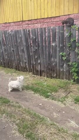 A small white dog stands on a dirt path, looking up at a wooden fence. Two cats are perched on top of the fence, one dark brown and the other a lighter brown or tabby. The fence is weathered and leans slightly. Behind the fence is a building with a yellow wooden exterior above a pink brick base. Green foliage grows on the right side of the fence. The ground is covered in grass and dirt. The scene appears to be outdoors in daylight.