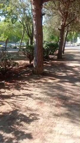 The video shows a walking path in a park lined with trees and bushes. The ground is covered with dirt and fallen leaves. Sunlight filters through the trees, creating dappled shadows on the path. In the background, there are more trees, a street with cars, and a glimpse of buildings. There are no people visible in the video. The camera is moving, suggesting it's a first-person perspective of someone walking through the park.
