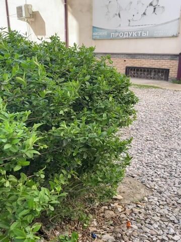 The video shows a static, medium shot of a bright green bush next to a building exterior.  The building has a sign in Russian that reads “Low prices, food”. Underneath the sign is text showing operating hours. The building facade is light-colored and has a window with metal bars at ground level. The ground is covered in small grey gravel.  An air conditioning unit is mounted on the building above the bush.  The day appears sunny.