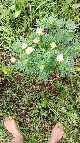 The video shows a close-up, overhead view of a flowering plant with yellow blossoms and green leaves. The plant is surrounded by grass and other foliage. In the foreground, at the bottom of the frame, a person's bare feet are visible. The camera pans slightly as it captures the scene.