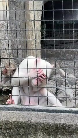 The video shows a white monkey inside a cage with a wire mesh front. The monkey is sitting with its eyes covered by its hands. It then moves its hands away and looks to the side. There are rocks and a concrete structure in the background, and another monkey is visible behind the white monkey.