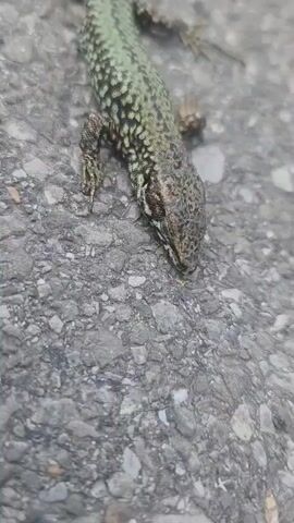 The video shows a close-up view of a small lizard lying on a gray, rough surface, possibly pavement or asphalt. The lizard is mostly green with a pattern of black and tan spots along its body. The lizard is motionless, but its head and legs are clearly visible. The surface it is on is cracked and uneven.