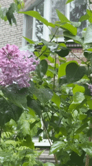 Rainy morning life documented across Tokkari region, Russia