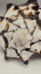 Saint Petersburg witness documents seashell and tablet computer