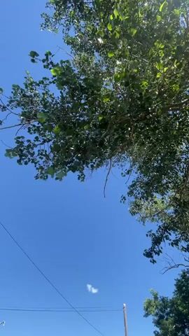 A low-angle shot looks up through the branches of a tree towards a clear blue sky. The leaves of the tree are a vibrant green, and sunlight filters through them, creating dappled patterns. Below the tree, a few scattered clouds drift across the sky. In the distance, a road is visible, with a few utility poles and scattered buildings along its side. The overall impression is one of a bright, sunny day.