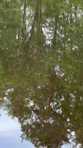 This video shows a reflection of trees and foliage in still water. The water is dark and appears to be a pond or a slow-moving stream. The trees are deciduous, with many leaves visible in the reflection. The light is dappled, suggesting it is daytime. There is no visible movement of people or animals in the video. The camera appears to be held at a low angle, close to the water's surface. The reflection is distorted by slight ripples on the water's surface, creating a shimmering effect.