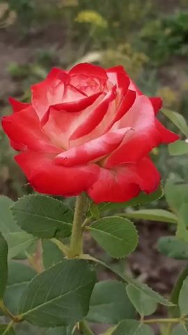 A close-up video shows a red and white rose with green leaves and a brown background. The rose is in full bloom, with its petals unfurling. The video is shot in daylight, and the lighting is soft and natural.