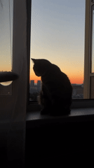 Cat on a windowsill watches a Russian city sunset