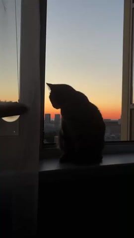 A silhouette of a cat sits on a windowsill looking out at a cityscape during sunset. The sky displays a gradient of yellow, orange, and pink. Buildings are visible in the distance. The cat is facing away from the camera, towards the window. The foreground is dark, obscuring details of the room.