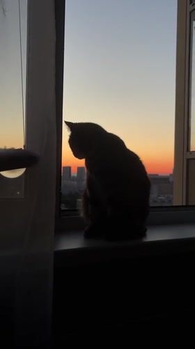 Cat on a windowsill watches a Russian city sunset