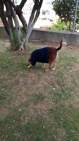 The video shows a medium-sized brown and white dog wearing a dark blue shirt or coat. The dog is in a grassy yard with a few trees and a concrete wall. The dog is sniffing the ground and moving around. The grass has a mix of green and brown patches. A chain-link fence is visible in the background. A drain is near the fence line.