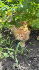 Ginger kitten explores a Khomutovo garden