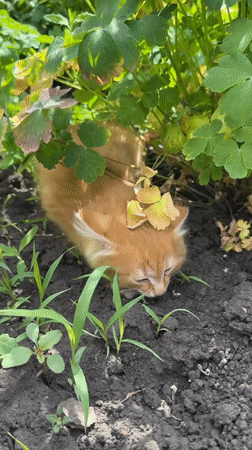 Ginger kitten explores a Khomutovo garden